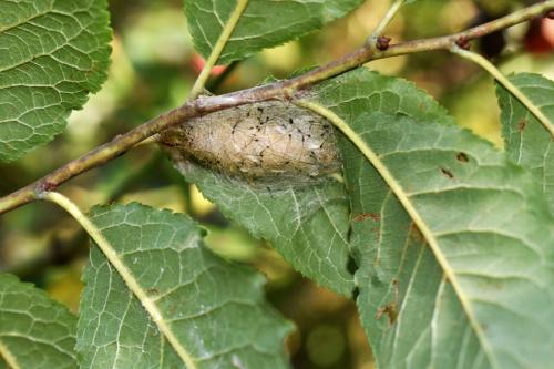 Orgyia antiqua